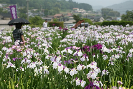 花しょうぶ
