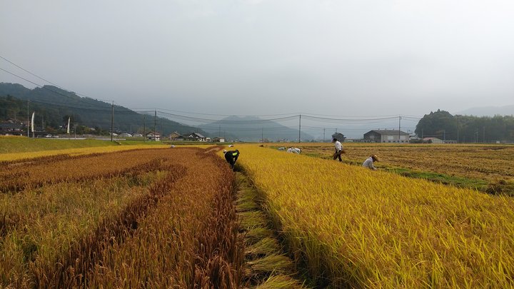 刈取りの様子