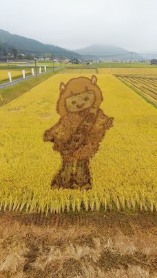 稲刈り前