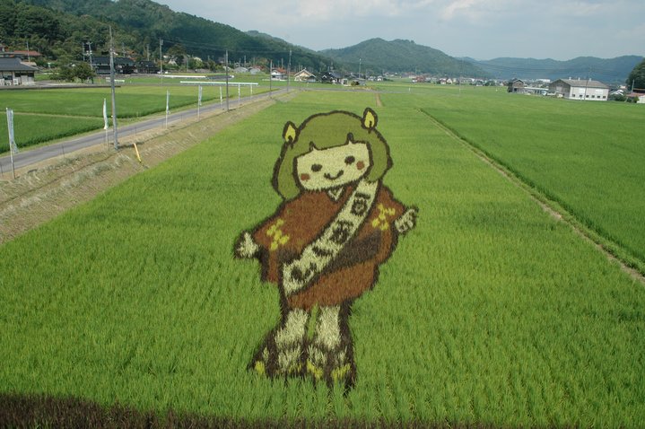 たかたん生育状況