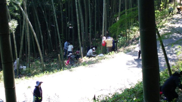 タケノコ掘り