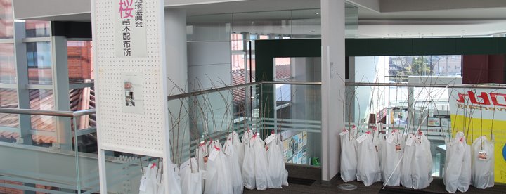 市制施行10周年記念事業として、各振興会に桜苗木を配布