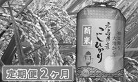 コシヒカリ2ヶ月.jpg