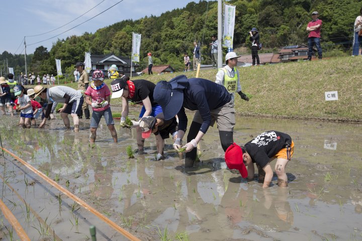 田んぼ