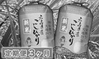 コシヒカリ3ヶ月×2.jpg